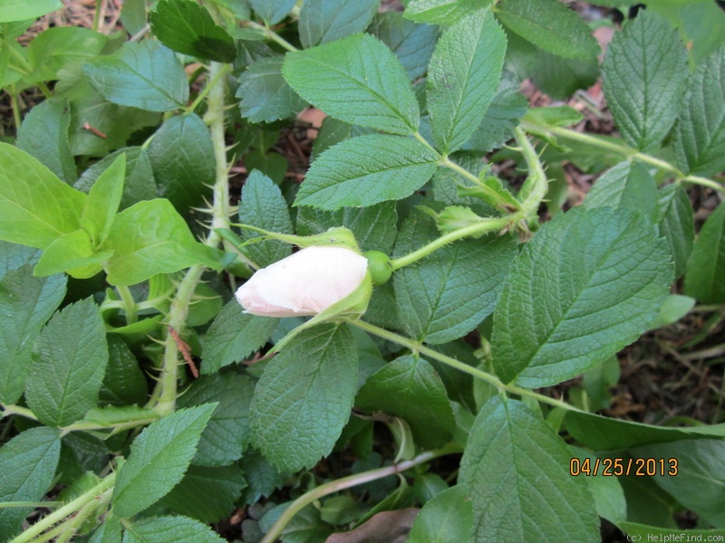 'Polareis' rose photo