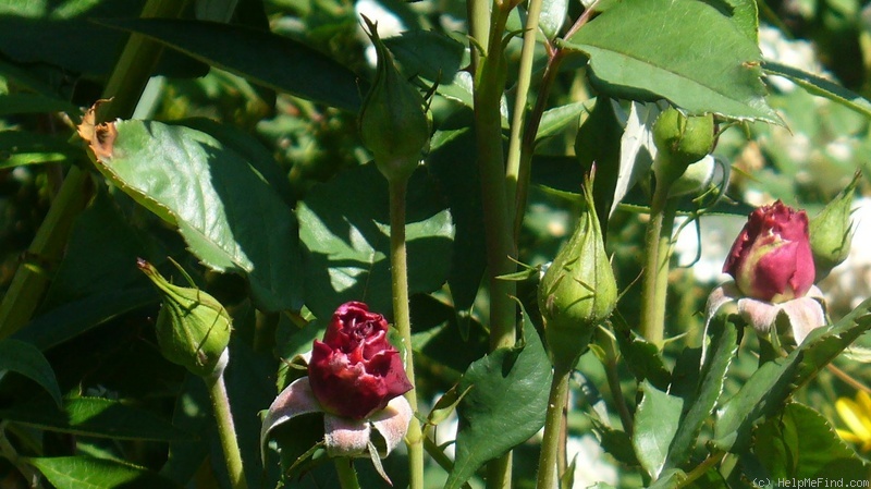 'Wild Blue Yonder ™' rose photo