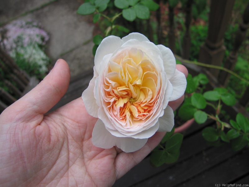 'Marianne (gallica, Barden 2001)' rose photo