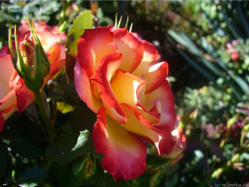 'Betty Boop ™ (Floribunda, Carruth, 1999)' rose photo