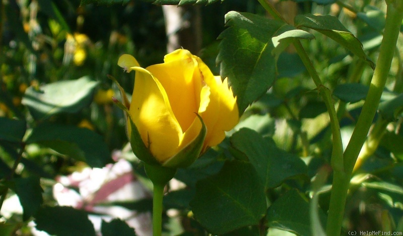 'Eldorado (floribunda, Christensen, 1992)' rose photo
