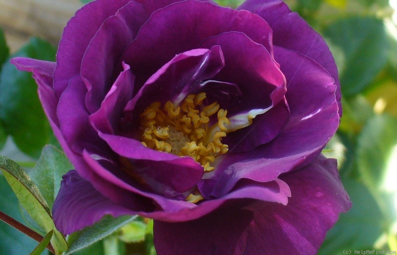 'Rhapsody in Blue ™' rose photo