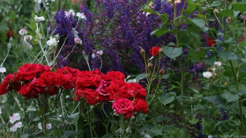 'Nina Weibull ®' rose photo