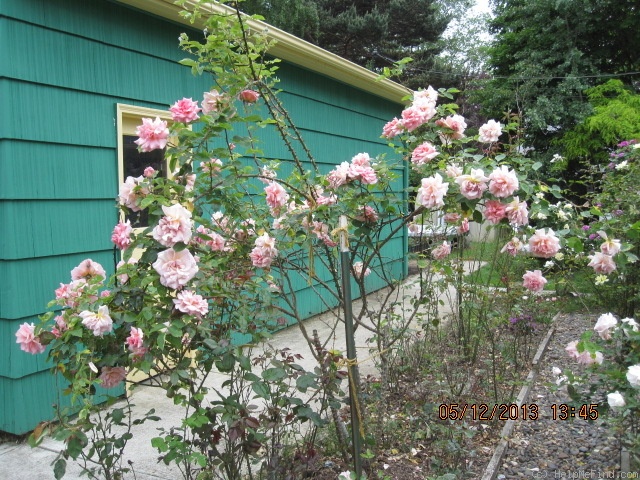 'Picture, Cl.' rose photo