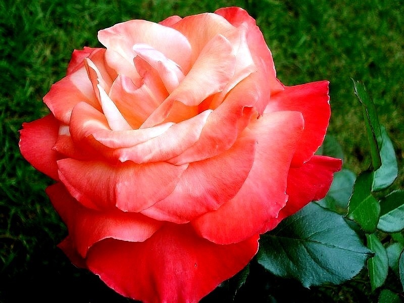 'Espoir de Lyse ®' rose photo
