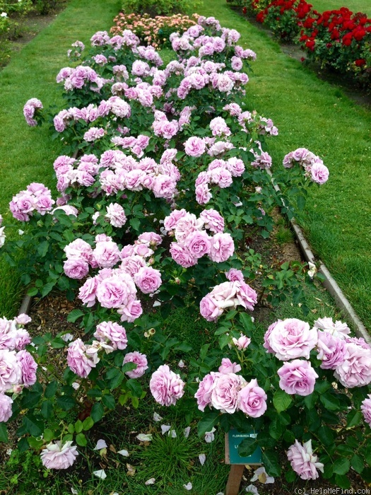 'Love Song (floribunda, Carruth 2011)' rose photo