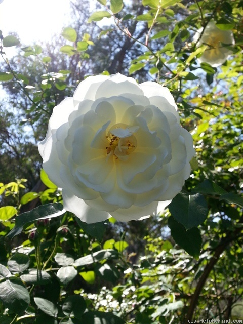 'Iceberg, Cl.' rose photo