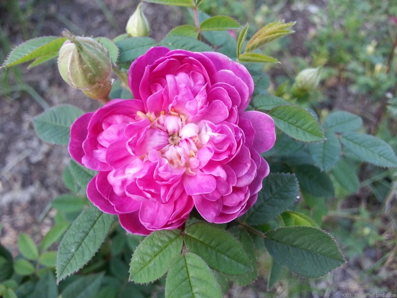 'Burgundian Rose' rose photo