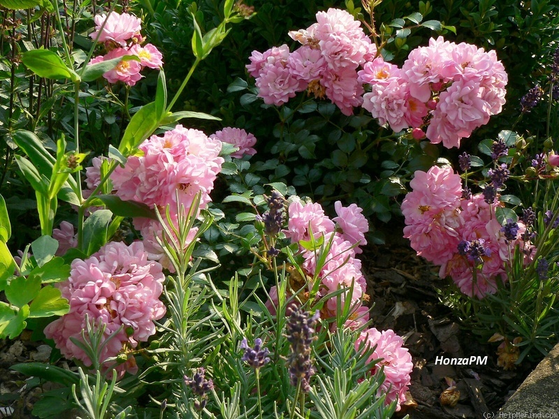 'Satina (patio, Evers/Tantau, 1992)' rose photo