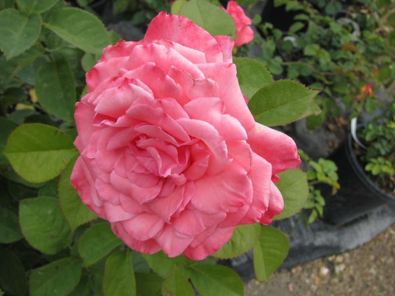 'CA28' rose photo