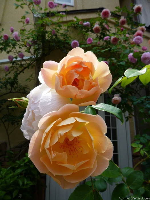 'Comtes de Champagne' rose, click to enlarge 'Comtes de Champagne' rose photo
