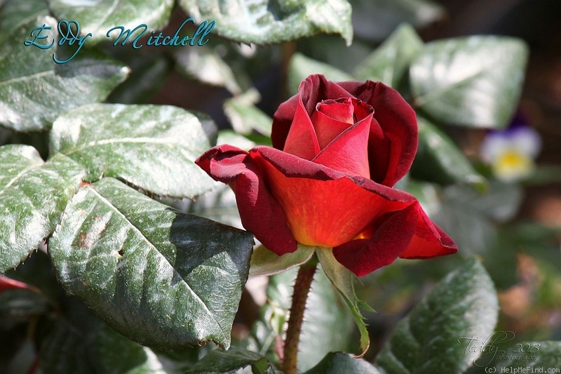 'Eddy Mitchell ®' rose photo