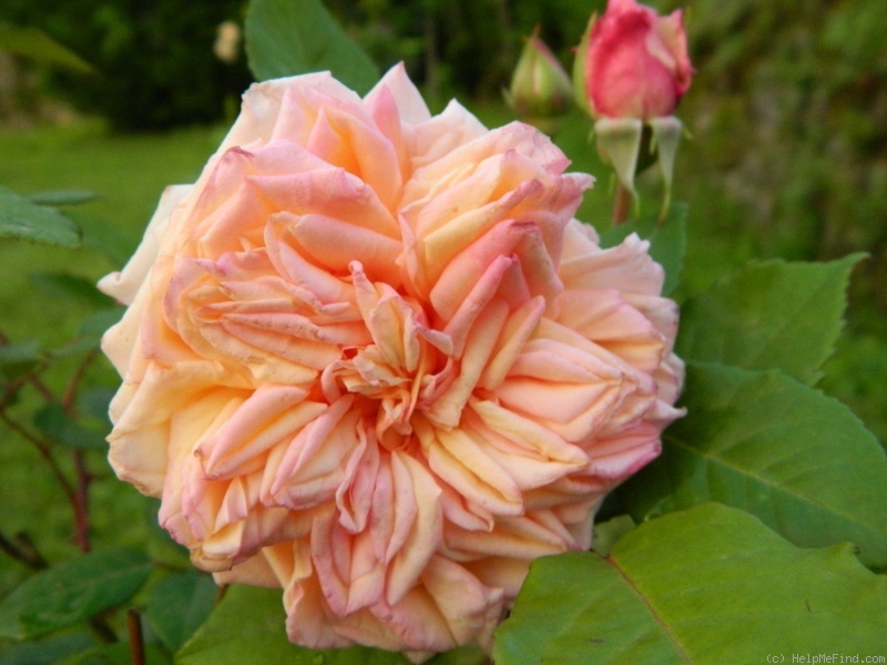 'Mademoiselle Franziska Krüger' rose photo