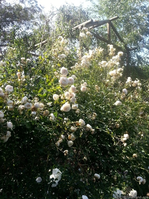 'Glamis Castle' rose photo
