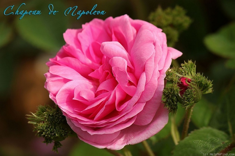 'Châpeau de Napoléon' rose photo