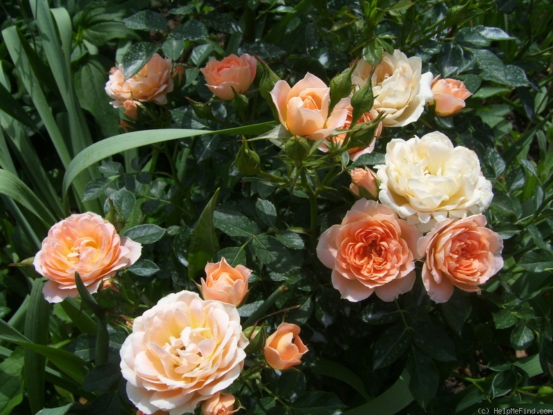 'Daniela (miniature, Kordes, 1987)' rose, click to enlarge 'Daniela (miniature, Kordes, 1987)' rose photo