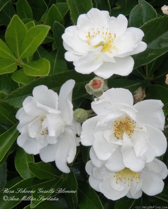 'Schoone Gezelle Blomme' rose photo