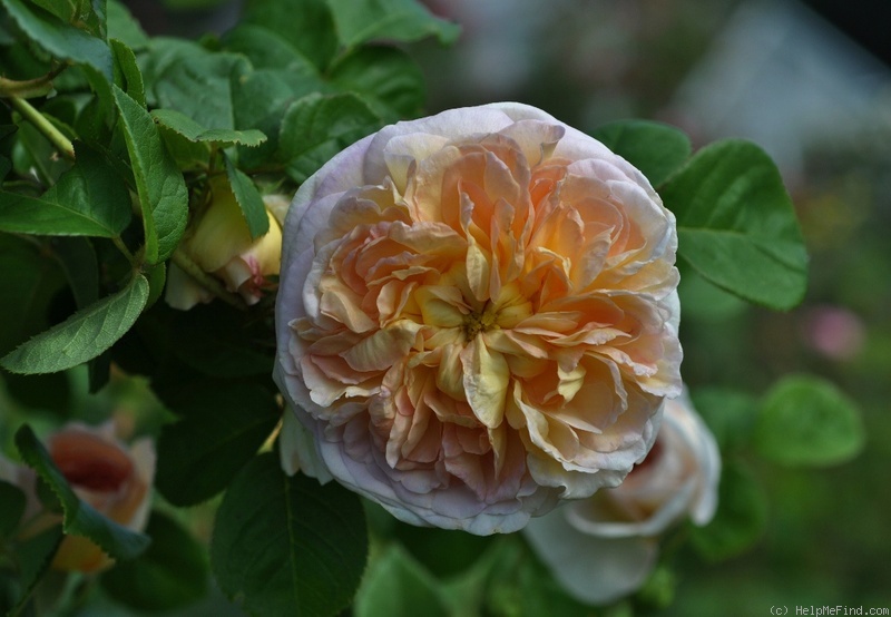 'Marianne (gallica, Barden 2001)' rose photo