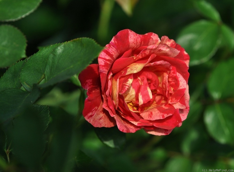 'Goddess of Love' rose photo