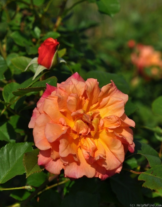 'Aloha Hawaii' rose photo