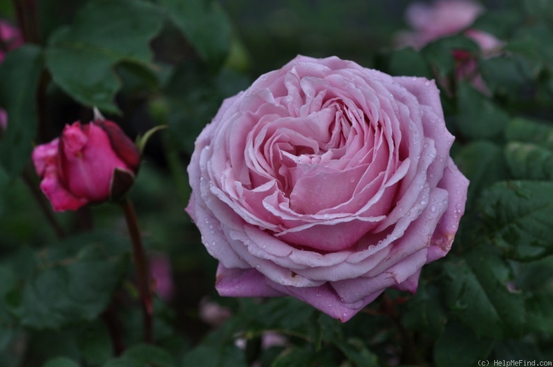 'Dieter Muller' rose photo