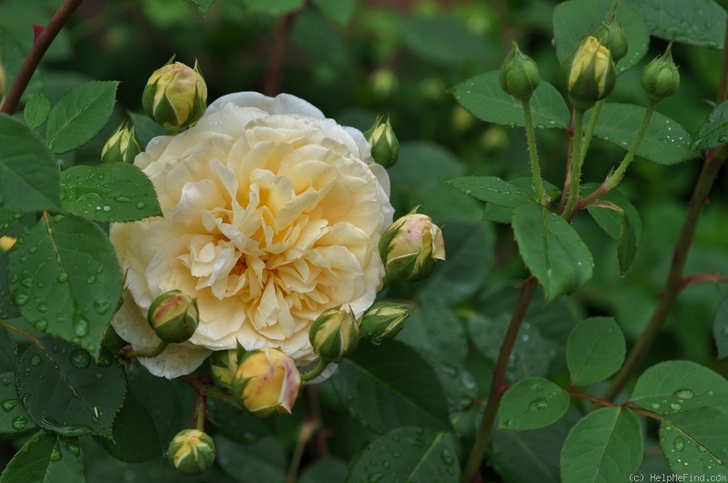 'Teasing Georgia' rose photo