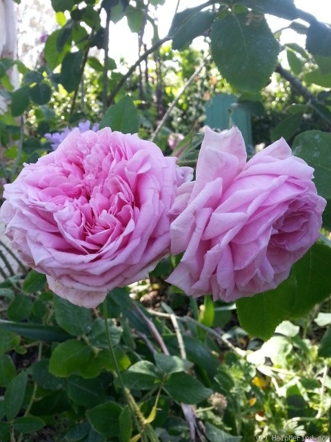 'Comte de Chambord - in commerce (possibly 'Mme Boll')' rose photo