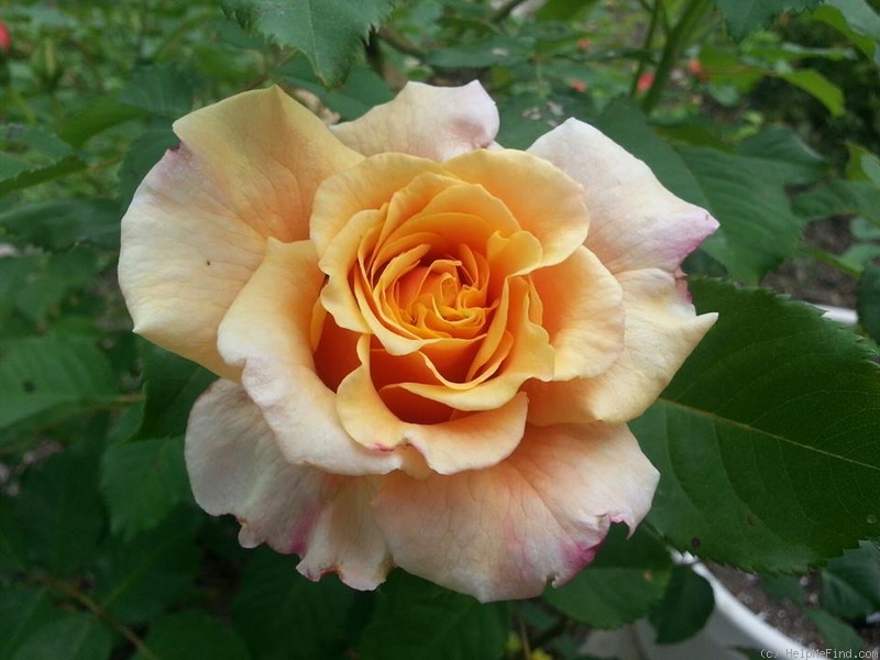 'Caramella ™ (shrub, Kordes before 2000)' rose photo
