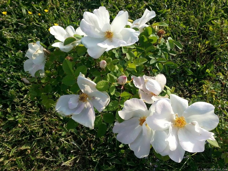 'Nevada (shrub, Dot, 1927)' rose photo