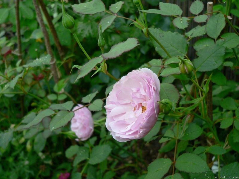 'Lady Salisbury' rose photo