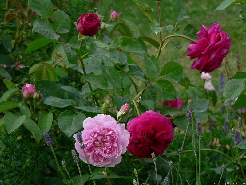'Falstaff' rose photo