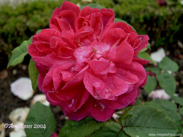 'Eclaireur  (hybrid perpetual, Vigneron, 1895)' rose, click to enlarge 'Eclaireur  (hybrid perpetual, Vigneron, 1895)' rose photo