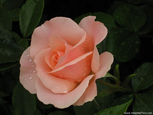 'Mrs. Iris Clow' rose photo