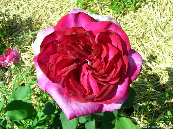 'Buxom Beauty' rose photo