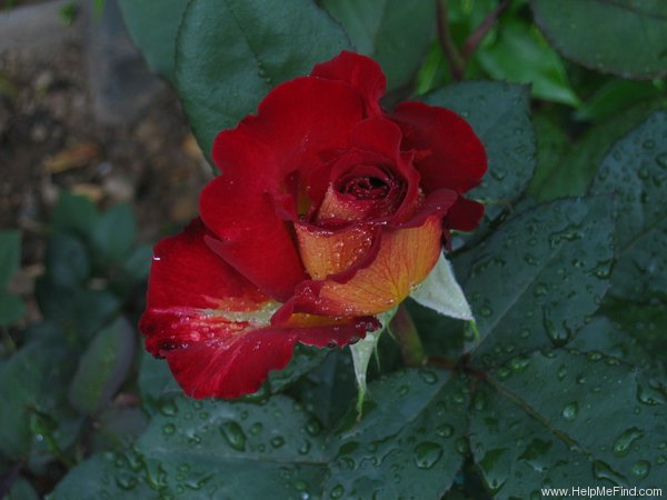 'Bolchoï ® (hybrid tea, Meilland, 1996)' rose photo