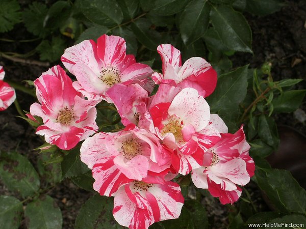 'Hugues Aufray ®' rose photo