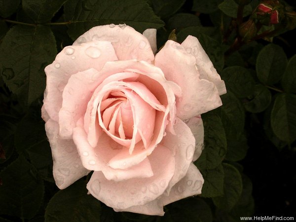 'MACarnhe' rose photo