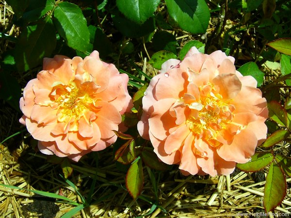 'Daniel Gelin ®' rose photo