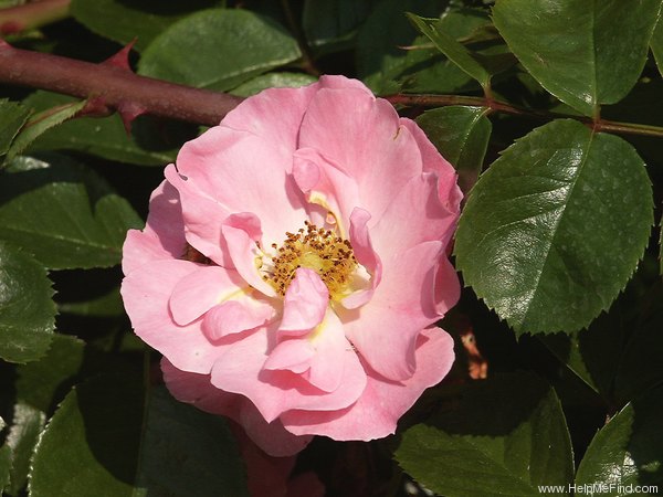 'Marondo ® (shrub, Kordes, 1991)' rose photo
