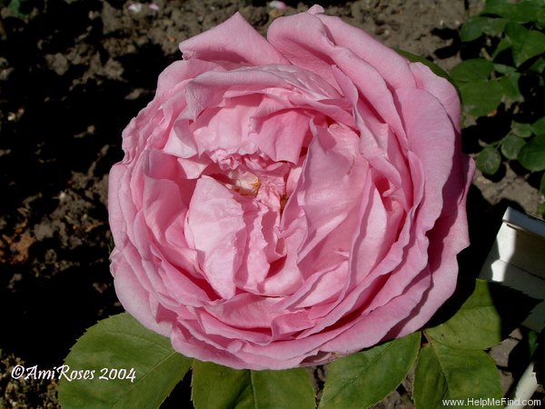 'Mademoiselle Honorine Duboc (Hybrid Perpetual, Duboc, 1894)' rose photo