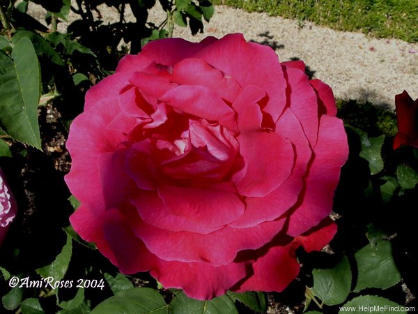 'Baronne de Medem' rose photo