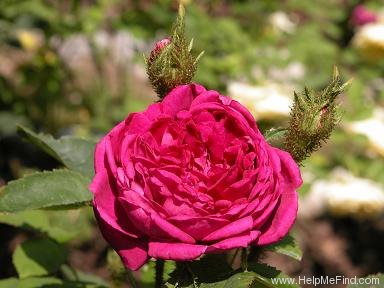 'Eugénie Guinoisseau (moss, Guinoisseau, 1864)' rose, click to enlarge 'Eugénie Guinoisseau (moss, Guinoisseau, 1864)' rose photo