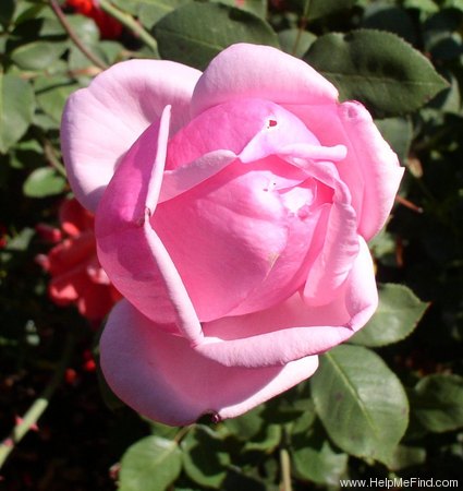 'Radiance' Rose Photo