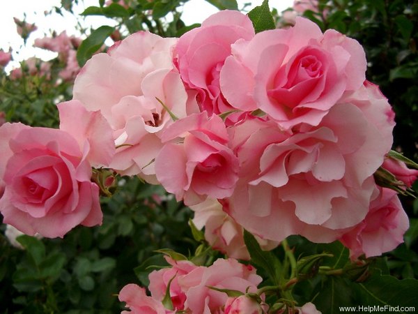'Rosendorf Sparrieshoop' Rose Photo
