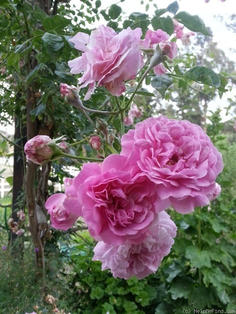 'Lavender Lassie (Hybrid Musk, Kordes, 1960)' rose photo
