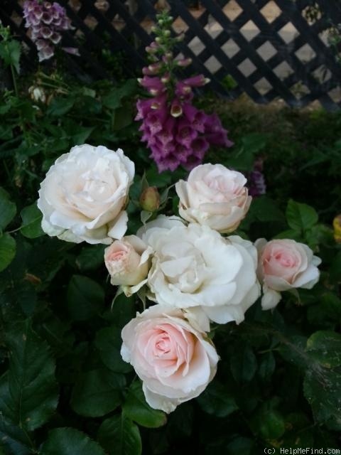 'Johann Strauss ®' rose photo