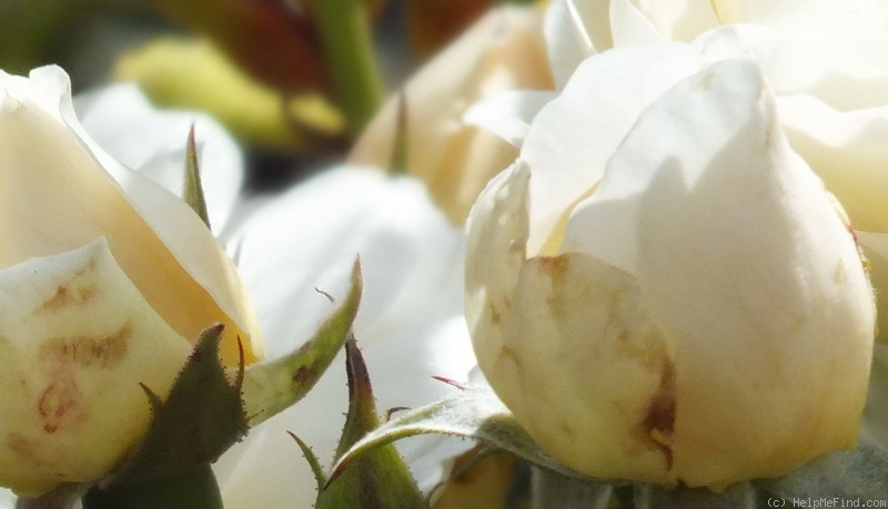 'Windermere (shrub, Austin, 2007)' rose photo
