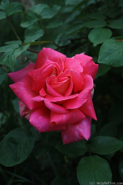 'Coronado' rose photo