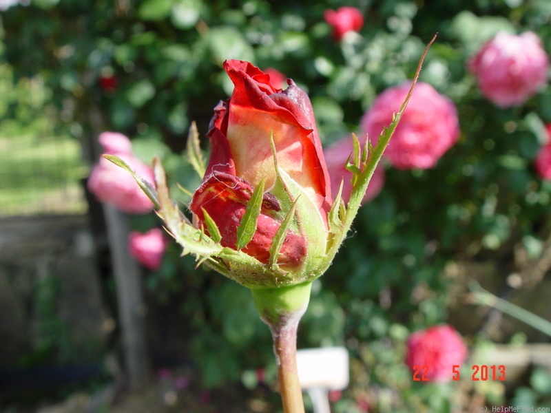 'Kraljica Marija' rose photo