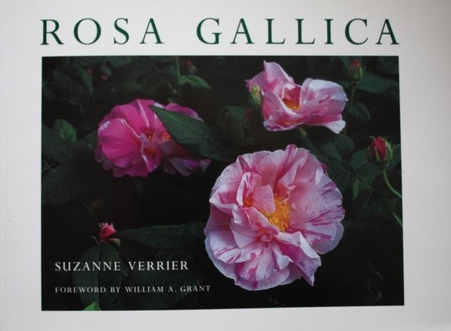 'Rosa Gallica'  photo